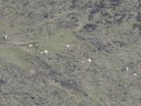 Mountain Goats above the trail